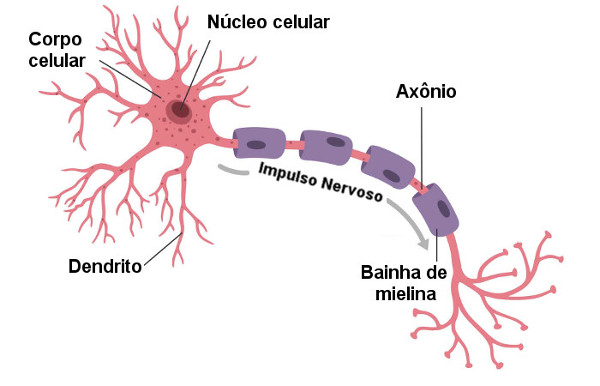 Neurolab #6 - O que são os neurônios e como eles se comunicam?