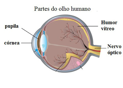 Instrumentos Ópticos Olho%20humano(1)