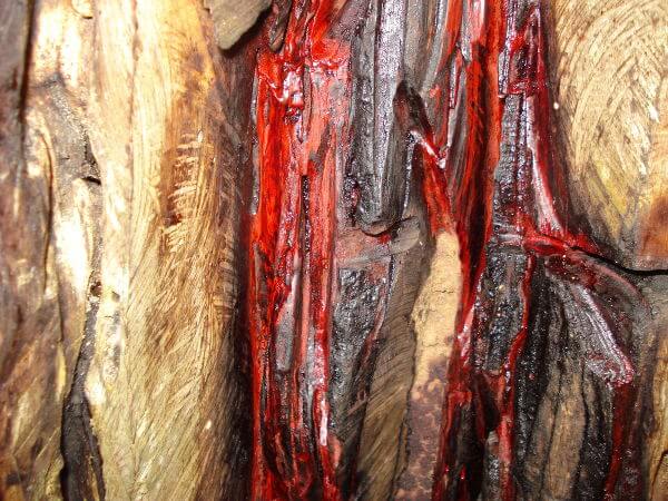 Cor vermelha do tronco do pau-brasil.