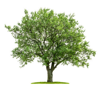 No dia 21 de setembro, comemora-se o Dia da Árvore.