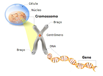 Genes e cromossomos - Mundo Educação